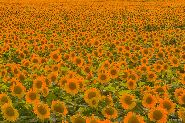 080811-Sunflowers-024-1_HDR.jpg