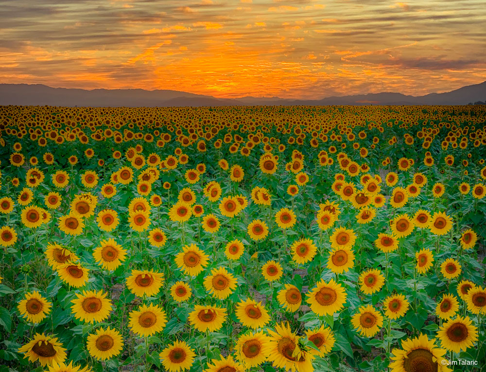 Landscapes