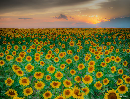 170821-Sunflowers-075_HDR.jpg