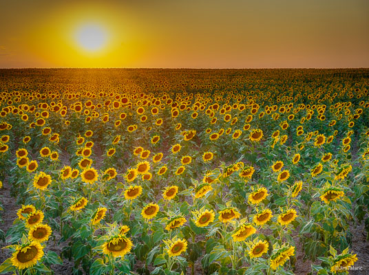 180808-Sunflowers-054_HDR.jpg