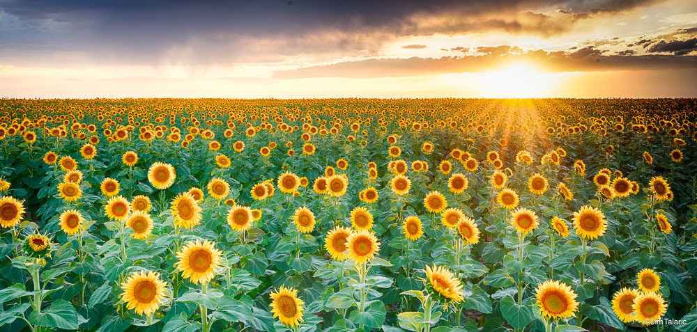 190816-Sunflowers-027_HDR-Edit.jpg