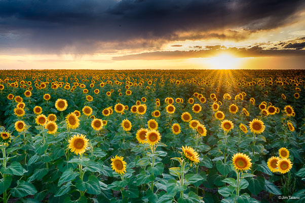 190816-Sunflowers-027_HDR.jpg