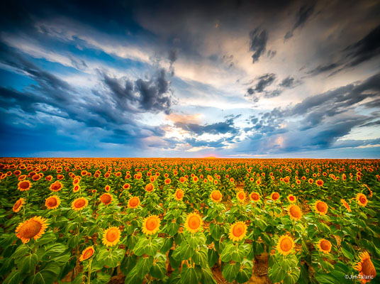 190820-Sunflowers-008_HDR.jpg