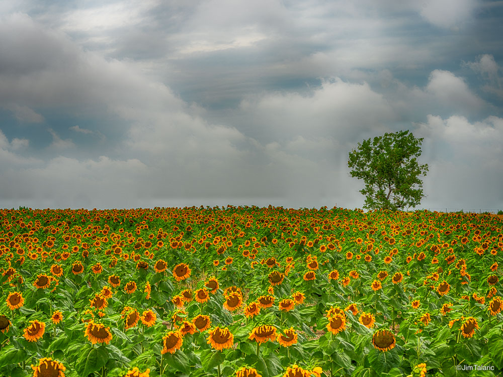 Landscapes