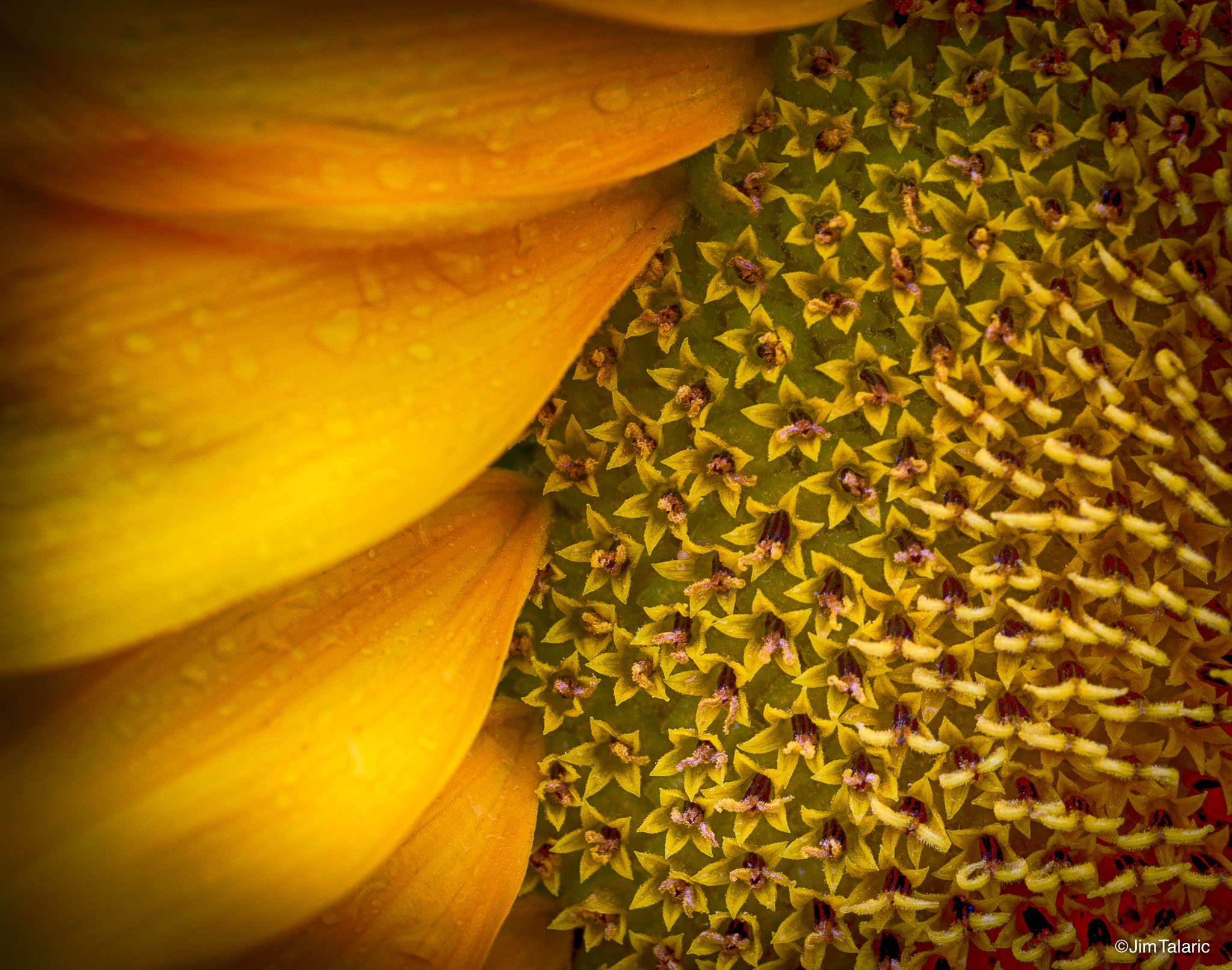 120730-Sunflowers-149_HDR.jpg