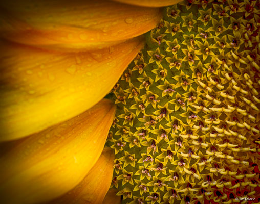 120730-Sunflowers-149_HDR.jpg
