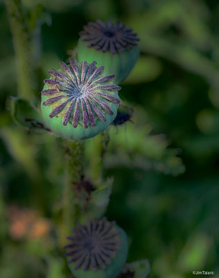 210613-Garden-050_HDR-Edit.jpg
