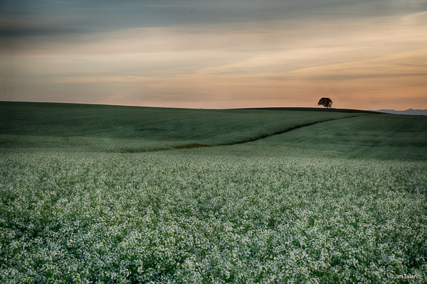 Ruralscapes